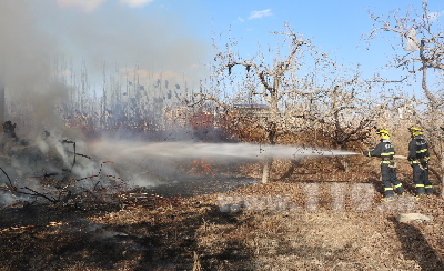 圖為阿克蘇地區(qū)溫宿縣一果園樹(shù)木發(fā)生火災(zāi)