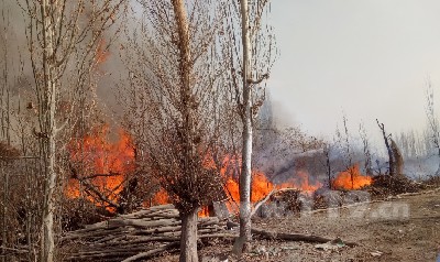 圖為燒荒引發林帶火災